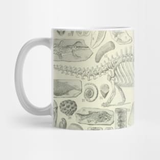 Fossil Chart Mug